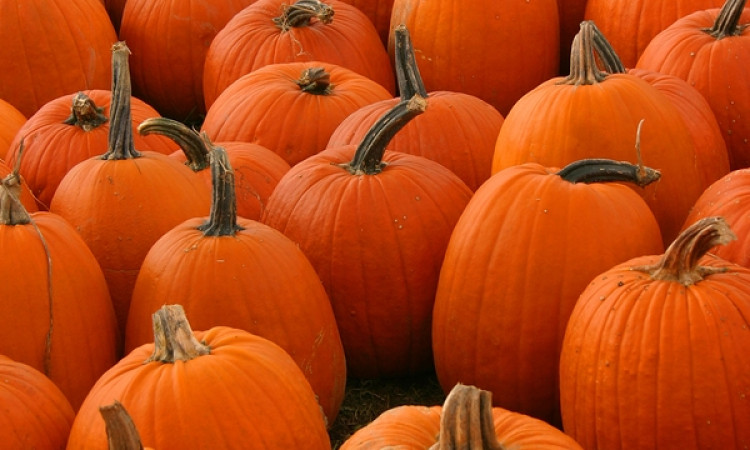 Pumpa - Råvaran med många ansikten
