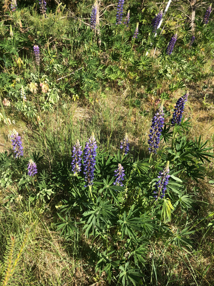 b9a68011-bc52-4f99-9dc2-930e57a1d061.jpeg