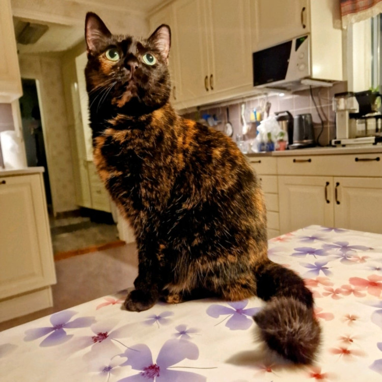 ce521535-e958-4e05-ae8f-76165e575573.jpeg