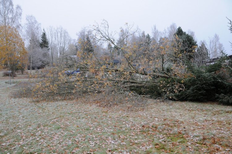 f17bca38-5fa4-4a68-884a-a46a0020aaa1.JPG